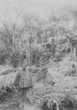 Domorodý voják (se zbraní, ale bos), v pozadí stromovité kapradiny