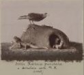 Buřňák cookův (Pterodroma cookii) a hatérie novozélandská (Sphenodon punctatus)