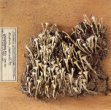 Dutohlávka třásnitá (Cladonia fimbriata)