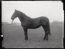 Negativ skleněný černobílý, koně