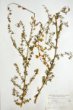Adenocarpus complicatum