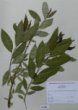 Salix triandra L