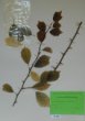 Cudrania tricuspidata (Carr.)Bureau