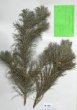 Pinus pumila Reg.