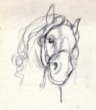 Studie koňské hlavy