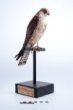 Poštolka rudonohá - Falco vespertinus