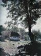 Kamenica u Perečína [Kamjanycja u Perečyna], chalupa se stromem