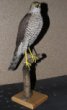 Accipiter nisus (Linnaeus, 1758) - krahujec obecný, třída Aves - ptáci,  řád Accipitriformes - dravci,  čeleď Accipitridae - jestřábovití. nedospělá samice