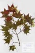 Acer palmatum Thunb. var. heptalobum Rehd. cv. ´Septemlobum Elegans´