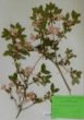 Rhododendron pulchrum Sweet
