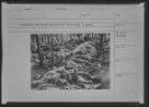 Fotografie, Koncentrační tábor Bergen-Belsen