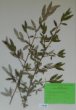 Cotoneaster salicifolia Franch. ´Floccosus´
