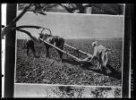 Fotografie, sovětští rolníci při orbě