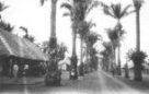 Palmami lemovaná cesta v misijní stanici ve Vambě