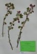 Ribes sanguineum Pursh.