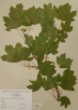Acer campestre L. var. leiocarpum