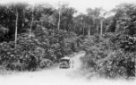 Machulkův automobil zn. Ford na cestě pralesem