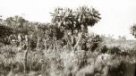 Vegetace na svazích hory Elgon (hranice s Keňou) – starček Schusterův  (Senecio Schusteri)
