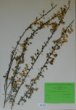 Cytisus scoparius (L.) Link ´Kořenec´