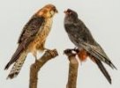Poštolka rudonohá Falco vespertinus