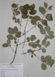 Lonicera xylosteum L