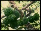 Plody durianu na větvi