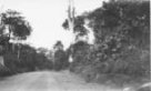 Široká silnice v pralese u Vamby