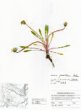 Pampeliška chudolaločná (Taraxacum paucibolum)