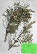 Pinus sylvestris L. ´Jeddeloh´