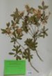 Rhododendron viscosum Torrey
