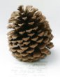 Pinus jeffreyi (Grew) Balf