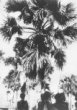 Deleibové palmy, vesnice Nyakang