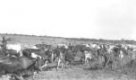 Stádo hovězího dobytka na pastvě