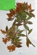 Pieris japonica (Thunb.) D.Don