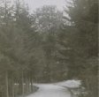 Lesní cesta Račím údolím (černobílý skleněný stereodiapozitiv)